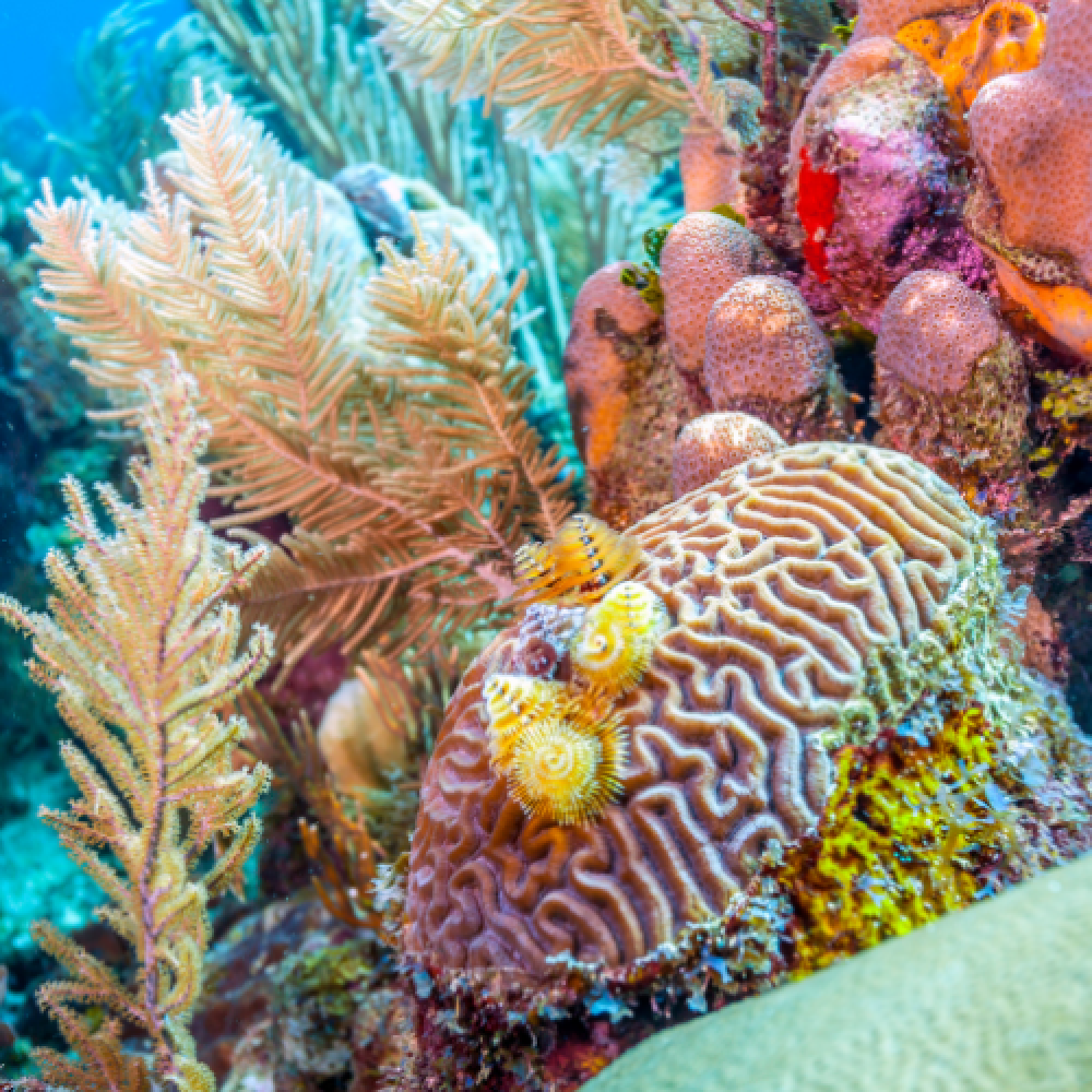 Large variety of ocean coral